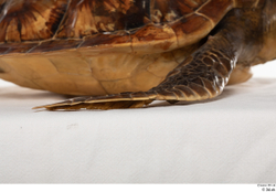 Leg Turtles Animal photo references